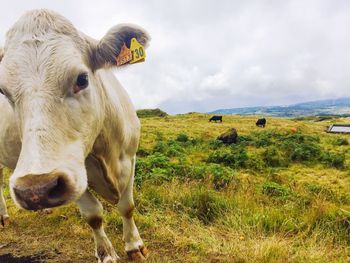 Cows in a field