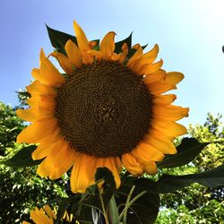 Close-up of sunflower against sky