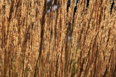 Close-up of plants growing in field