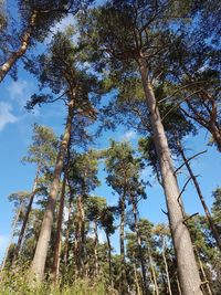 Low angle view of trees