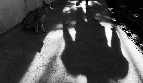 Shadow of cat sitting on floor