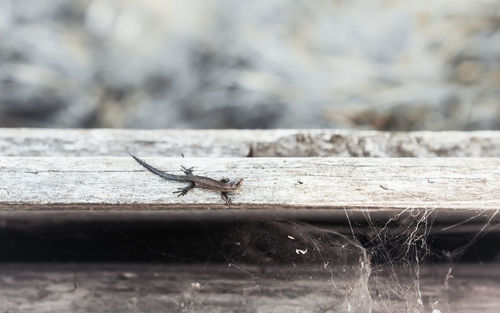 Close-up of spider on wood