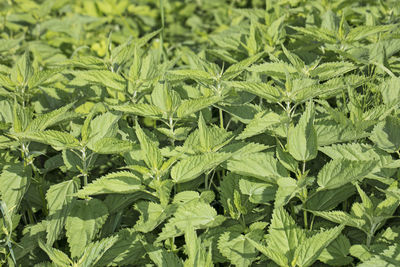 Full frame shot of fresh green plants in field