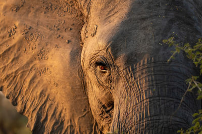 Close-up of elephant