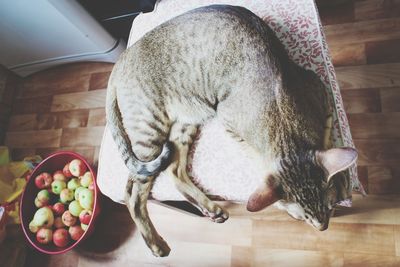 High angle view of cat on floor