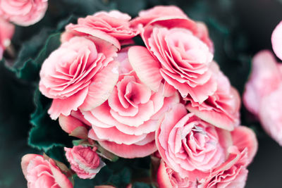 Close-up of pink roses