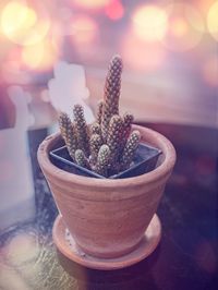 Close-up of succulent plant on table