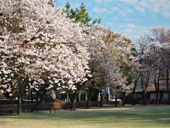 View of cherry blossom in park