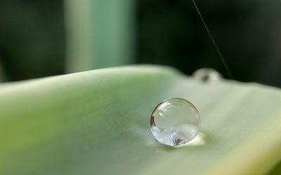 Close-up of water drop on leaf