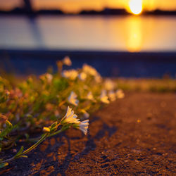 Ethereal elegance. graceful white spring blossoms in northern europe