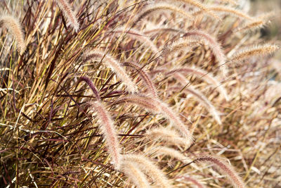 Close-up of wheat growing on field