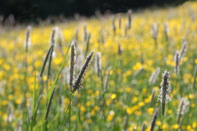 Close-up of yellow flowering plant on field