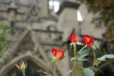 Close-up of red rose