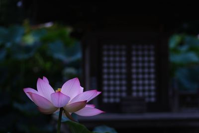 Close-up of pink lotus water lily