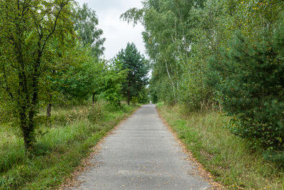 Road amidst trees in forest