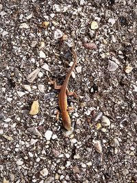 High angle view of insect on ground