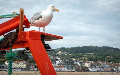 Seagull perching on a boat against sky