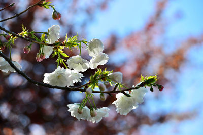 Close-up of cherry blossoms in spring