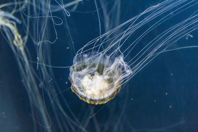 Close-up of jellyfish in aquarium