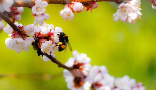 Close-up of bee pollinating flower