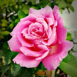 Close-up of pink rose