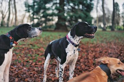 Dogs standing by dried leaves on field