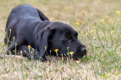 Low angle portrait of a cute black labrador puppy playing with a stick outside in the garden