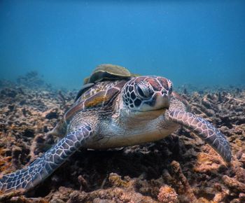 Close-up of turtle swimming in sea