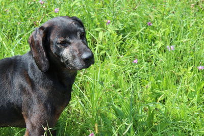 Close-up of puppy sitting on field