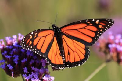 Close-up of butterfly on purple flower