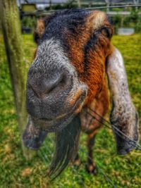 Close-up of a horse on field