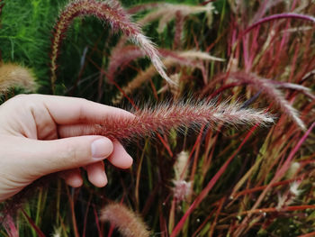 Close-up of hand holding plant