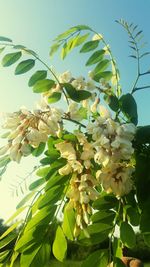 Close-up of flower tree against clear sky