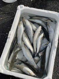 High angle view of fish in container