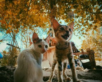 Dogs standing against trees