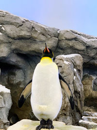 View of bird perching on rock