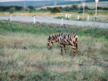Tiger in a field