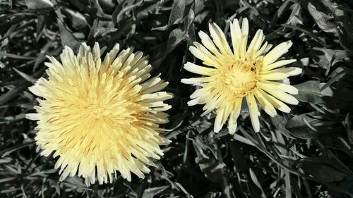 Close-up of yellow flowers