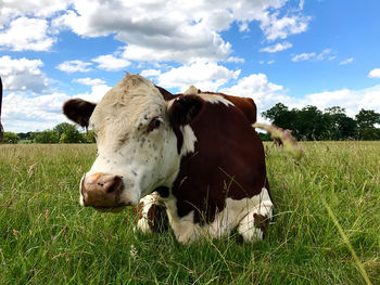 Cow sitting on the grass in a green field dairy