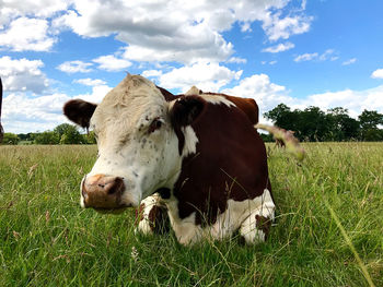 Cows in a field