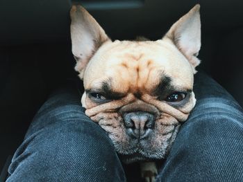 Close-up portrait of dog