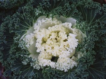 Close-up of white flowering plant