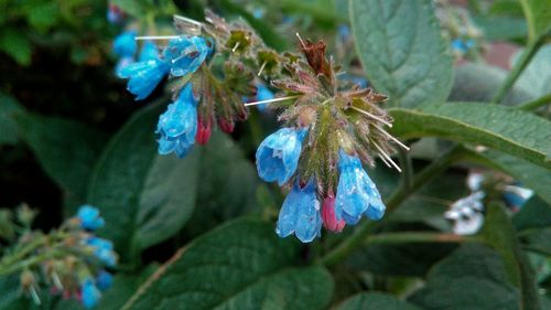 Close-up of comfrey blooming at park