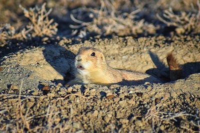 Prairie dog genus cynomys ludovicianus broomfield colorado denver boulder. united states.