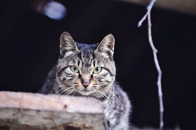 Close-up portrait of tabby cat