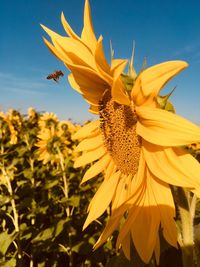 Close-up of sunflower against sky