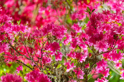 Beautiful full bloom colorful indian azaleas rhododendron simsii flowers in springtime