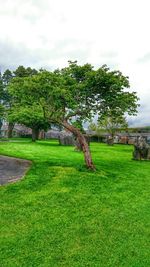 Scenic view of grassy field against sky