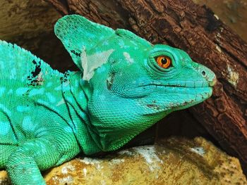 Close-up of iguana