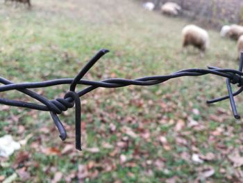 Close-up of barbed wire on field